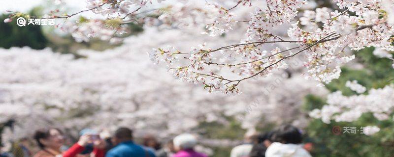 广安市春季赏花去哪里