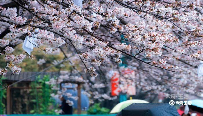 广安市春季赏花去哪里
