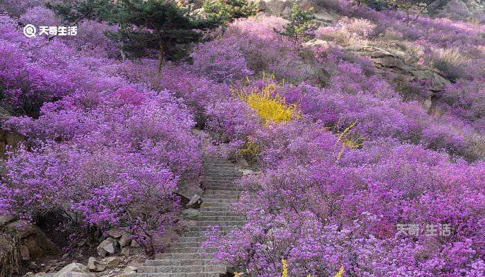 宝鸡市春季赏花去哪里