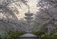 安順市春季賞花去哪里 推薦安順春季賞花旅游景點(diǎn)