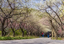 抚顺市春季赏花去哪里 推荐抚顺市春季赏花好去处