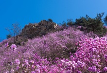 白城市春季赏花去哪里 推荐白城春季赏花好去处