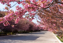 扬州市春季赏花去哪里 推荐扬州市春季赏花景点
