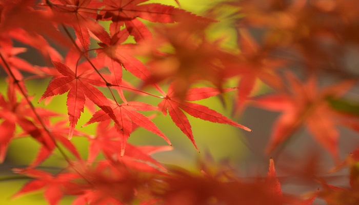 秋冬季适合的口红颜色有哪些