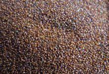 海藻面膜的調(diào)和方法 怎么調(diào)和海藻面膜