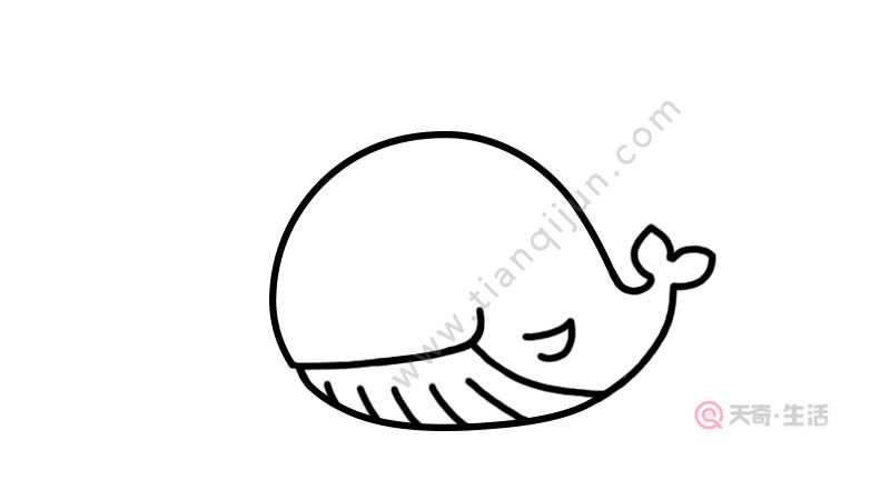 鲸鱼简笔画