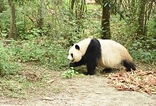 大熊猫为什么被视为中国的国宝。 熊猫为什么是国宝