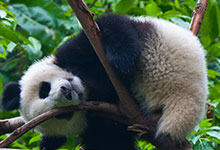 国宝大熊猫有什么特征 大熊猫的有什么特征