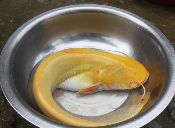 白色鲶鱼能不能吃 鲶鱼白色的可以吃吗