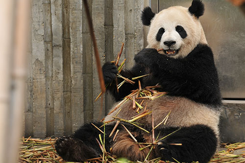 大熊猫为什么是国宝 为什么把熊猫定为国宝