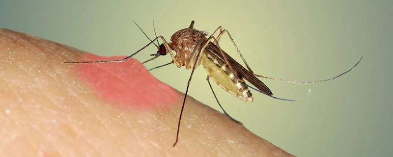 怎样去除蚊子咬的痕迹