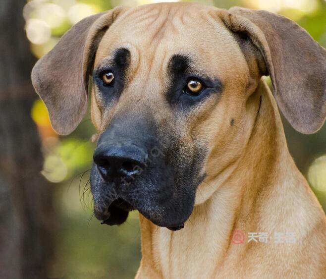 大丹犬凶吗 大丹犬会攻击主人吗