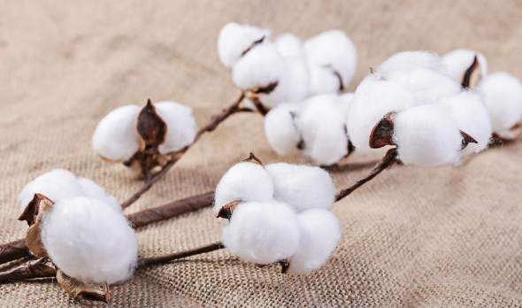 生态棉和纯棉的区别 