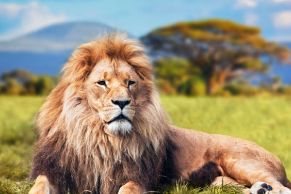 狮子为什么怕马赛人