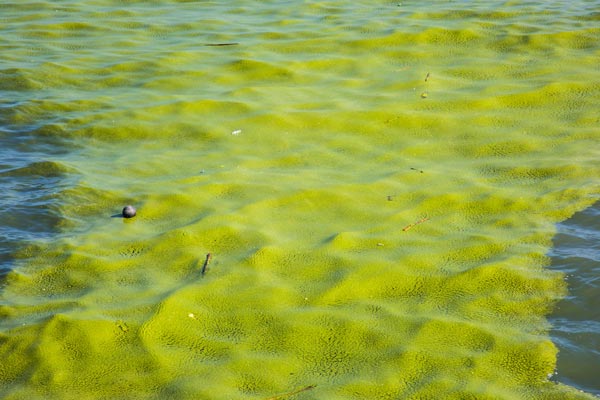 鱼塘绿藻怎么清除