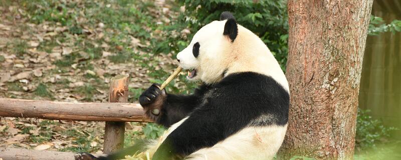 大熊猫除了竹子还吃什么