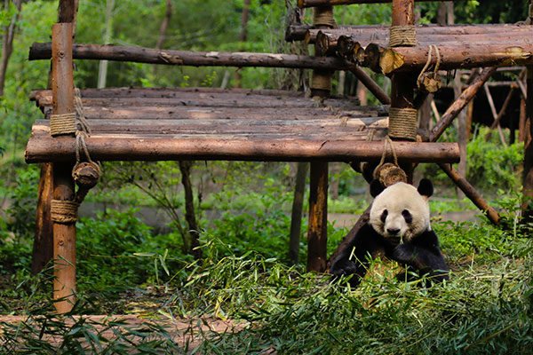 国宝大熊猫有什么特征