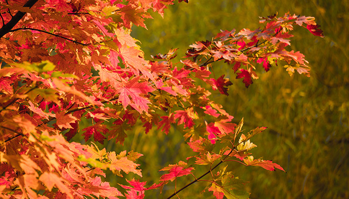 香山红叶最佳观赏时间是什么时间