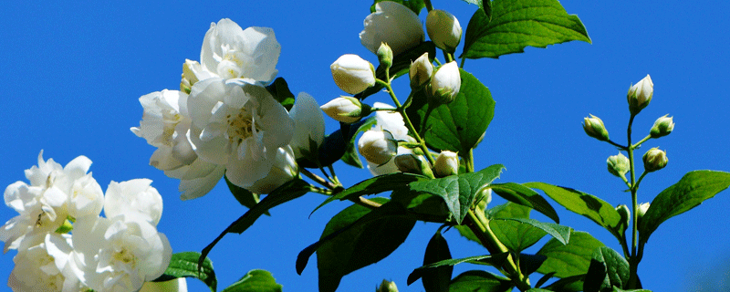 盆栽茉莉的养殖方法和注意事项