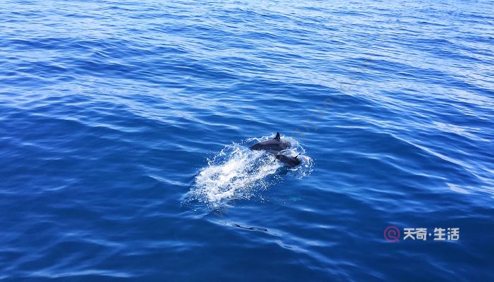 海猪能吃吗 海猪是什么动物