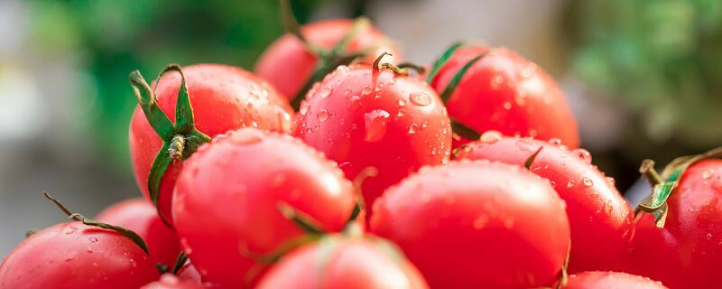 没成熟的青西红柿可以吃