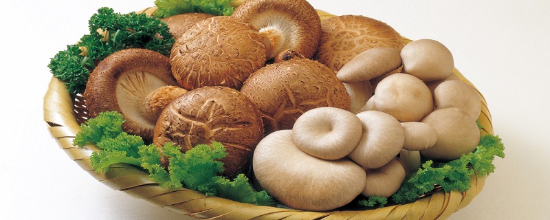 蘑菇不能和什么一起吃