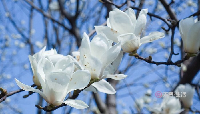 玉兰花是什么颜色 玉兰花的颜色有哪些