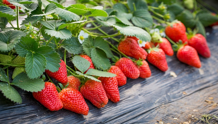 怎么清洗草莓才可以安全食用