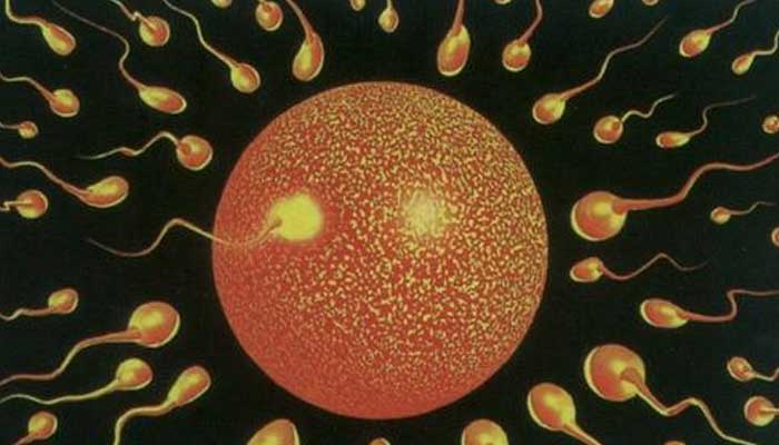 卵子受精的标志是什么