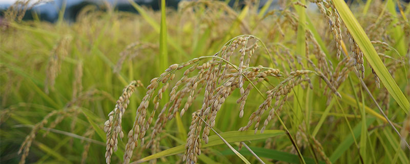 水稻栽培的第一部书是什么书
