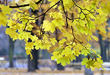 树叶为什么会变黄 树叶会变黄的原因