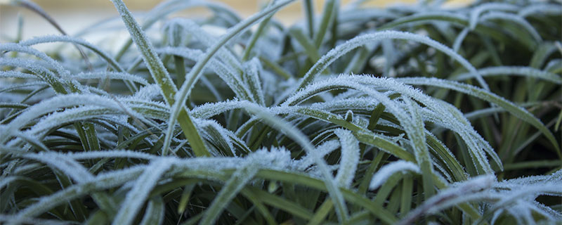 霜降代表性植物有哪些