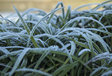 霜降代表性植物有哪些 哪些植物能挨过严霜