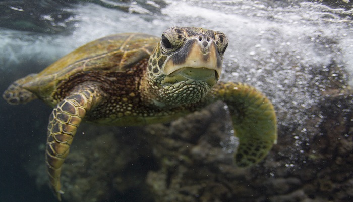巴西龟的寿命 巴西龟能活多长时间