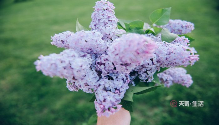 丁香花花语 丁香花有什么花语