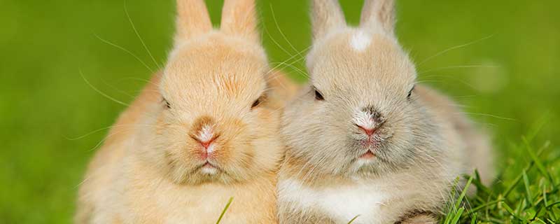 怎样养兔子才不臭 兔子怎么养才不臭