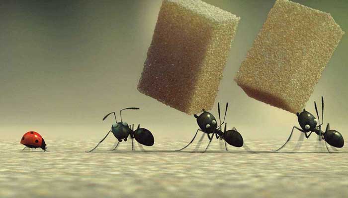 蚂蚁的朋友是什么动物