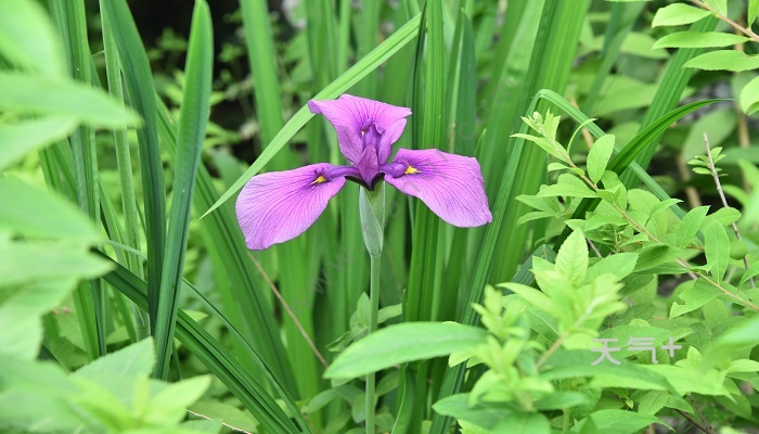 鸢尾花花语鸢尾花花语是什么