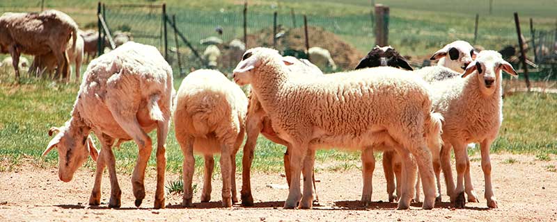 羊怀孕几个月生小羊羔