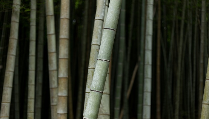 竹子是生长速度最快的植物为什么它能长得那么快