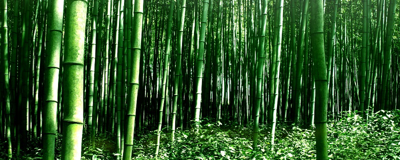 竹子的品质是什么?