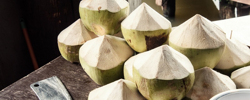 椰子靠什么传播种子 椰子传播种子的方法是什么