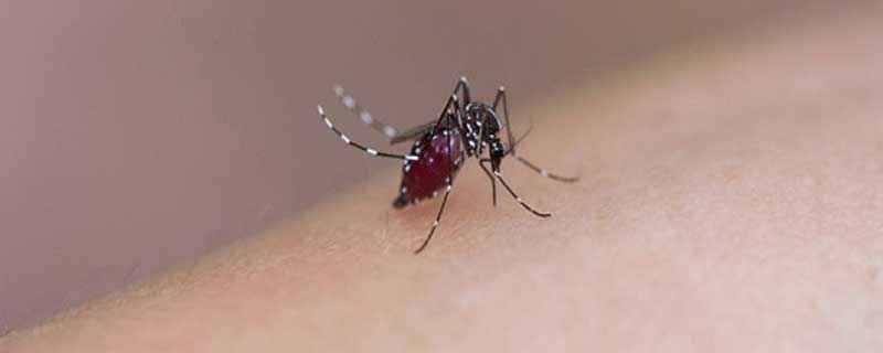 蚊子喜欢什么血型的人 蚊子喜欢哪种血型的人