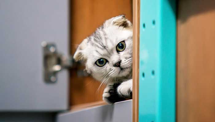 猫的瞳孔一天三变分别是什么