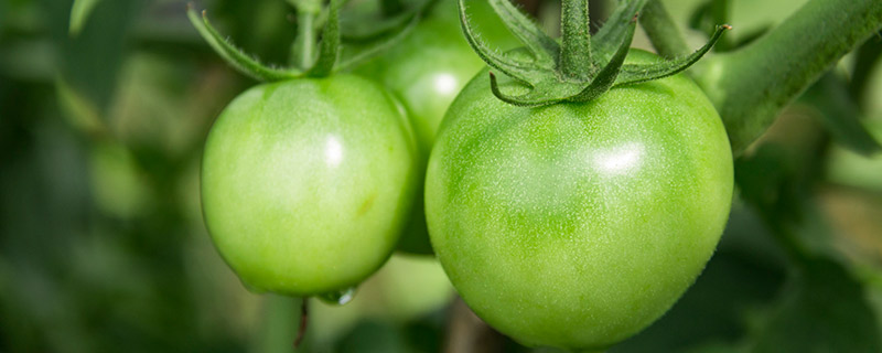 西红柿没熟青的能吃吗