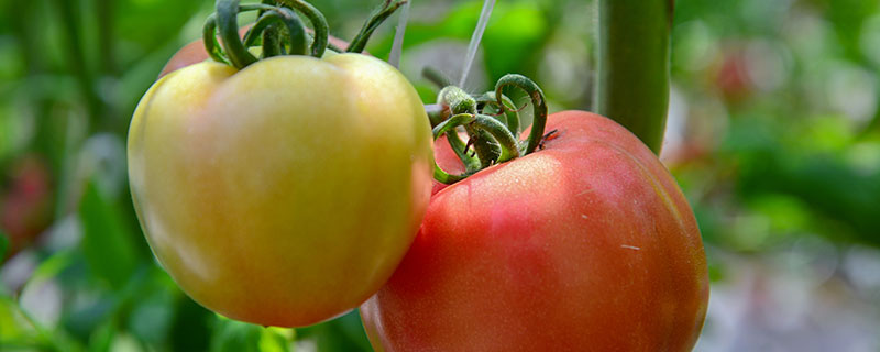 没有熟的青西红柿能吃吗