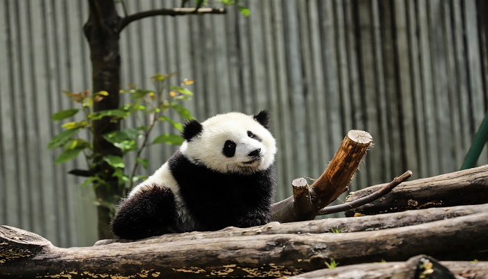 大熊猫为什么被视为中国的国宝 大熊猫为什么是国宝