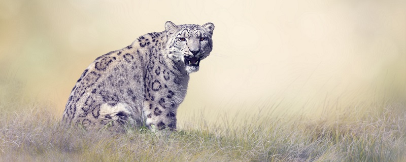 雪豹属于国家几级保护动物