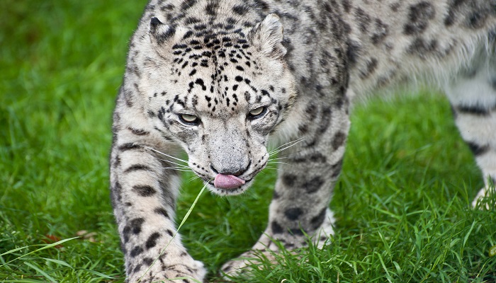 雪豹属于国家几级保护动物