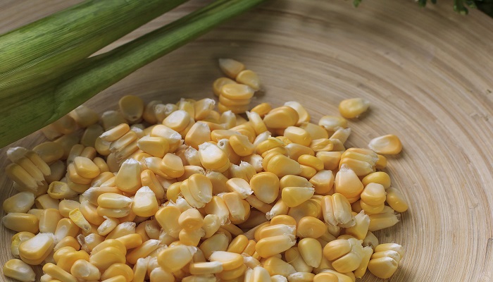 转基因玉米和非转基因玉米的区别